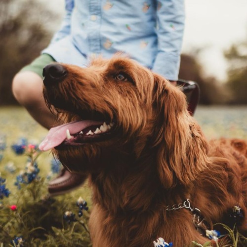 a dog in a field of flowers