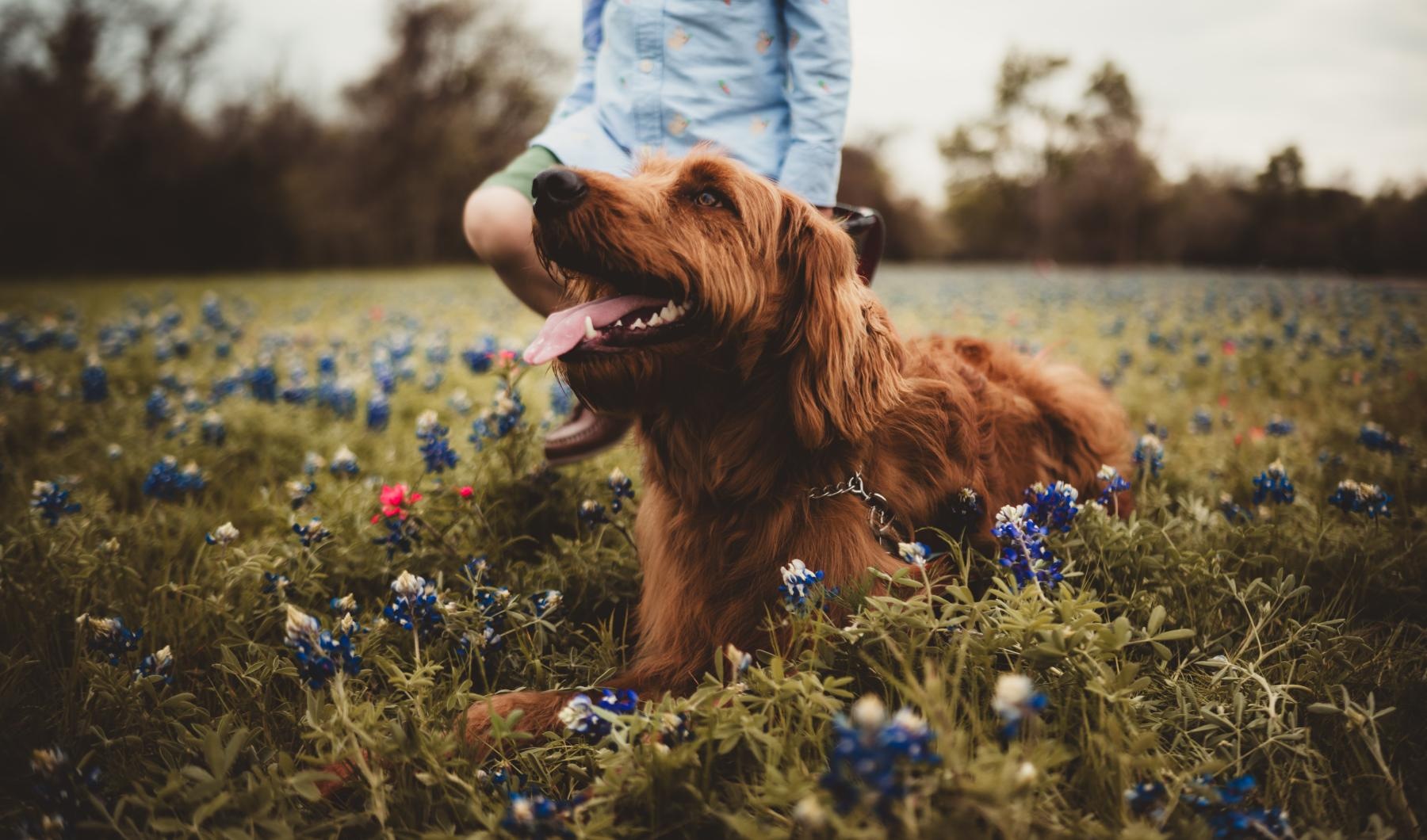 a dog in a field of flowers